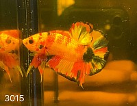 รหัสตัว 3015 Koi Nemo candy Galaxy.